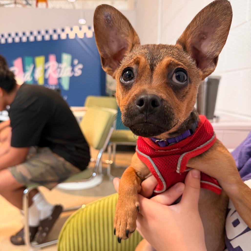 Enlarge Trinity, a Adopted Mixed Breed in Chicago, IL image 3/5