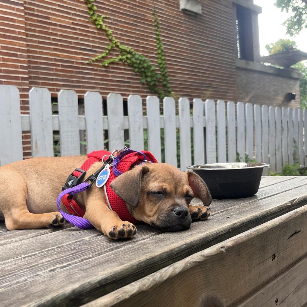 Trinity, ADOPTABLE, Puppy Female Mixed Breed.