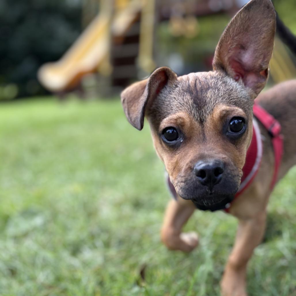 Enlarge Trinity, a Adopted Mixed Breed in Chicago, IL image 2/5
