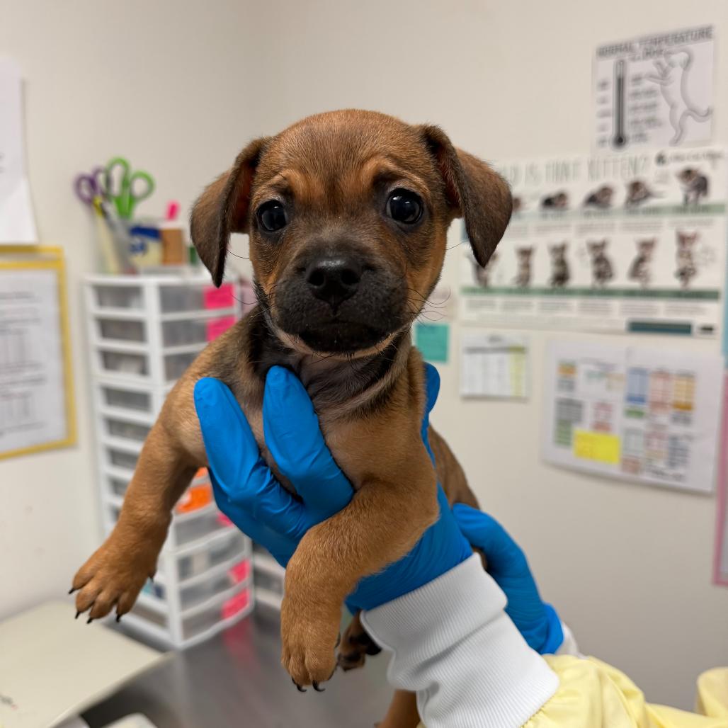 Trinity, a ADOPTABLE Mixed Breed in Chicago, IL image 2/2