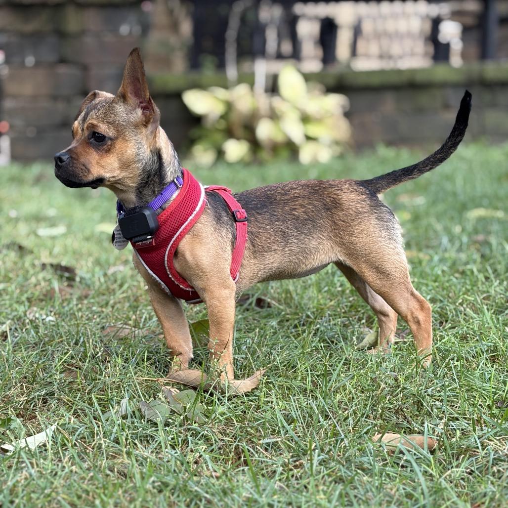 Enlarge Trinity, a Adopted Mixed Breed in Chicago, IL image 1/5