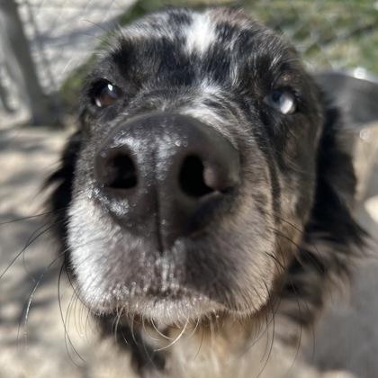 Enlarge Jersey, a ADOPTABLE mixed breed in The Colony, TX image 2/3