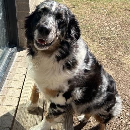 Enlarge Jersey, a ADOPTABLE mixed breed in The Colony, TX image 3/3