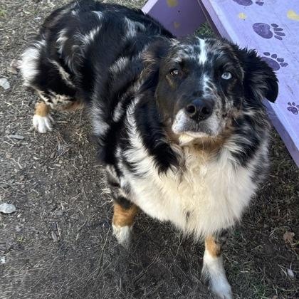 Jersey, ADOPTABLE, Young Female Australian Shepherd.