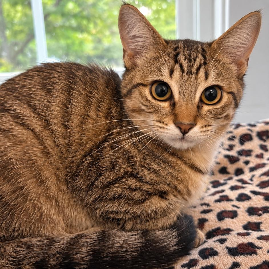 Enlarge Rasberry, a Adoptable Domestic Short Hair in Gloucester, VA image 1/1