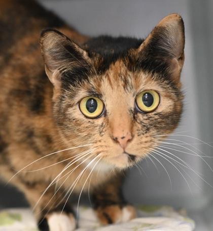 Enlarge Mittens, a Adopted Domestic Short Hair in Florence, OR image 1/1