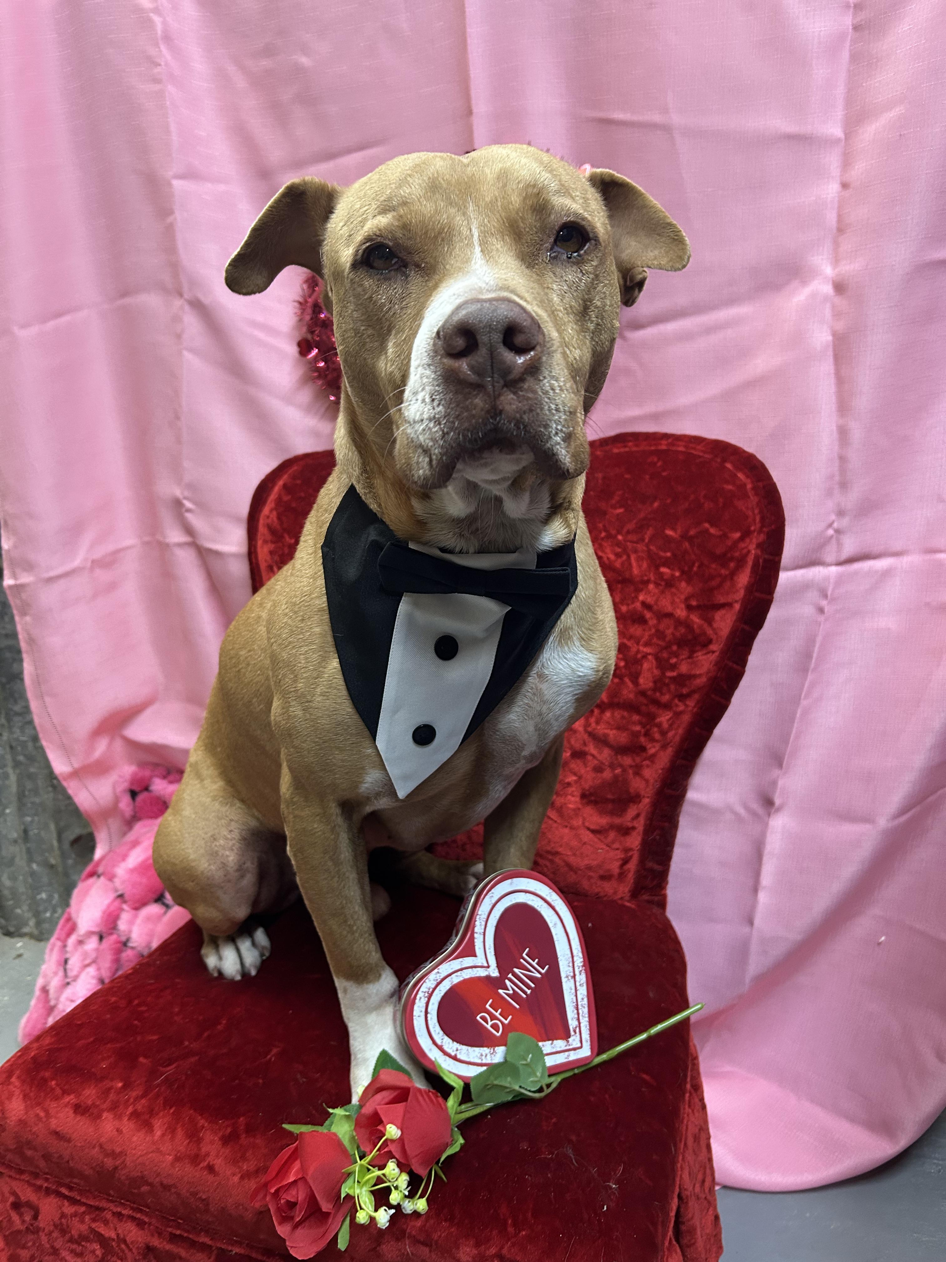 Enlarge Tigger, a Adoptable mixed breed in Llano, TX image 1/6