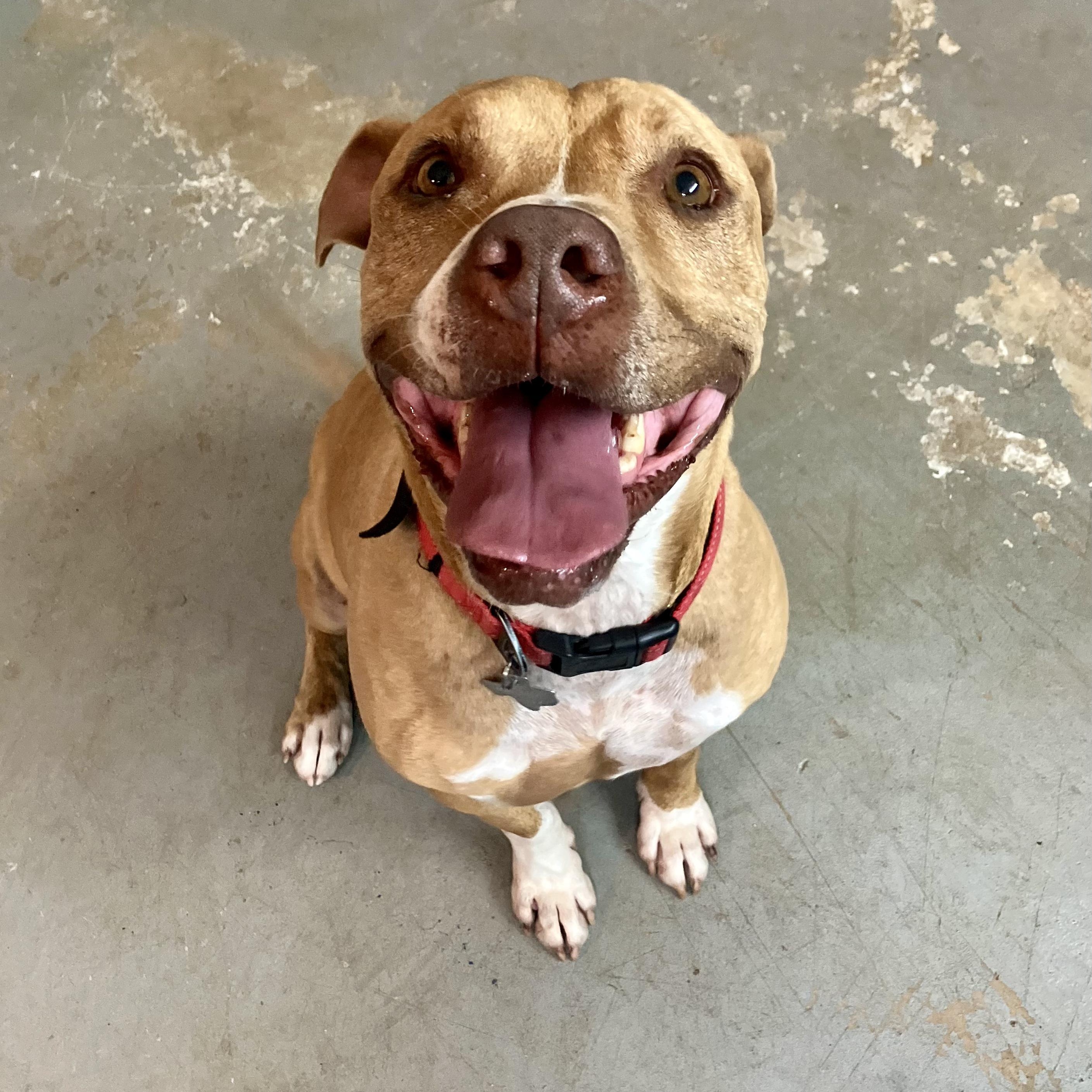 Enlarge Tigger, a Adoptable mixed breed in Llano, TX image 4/6