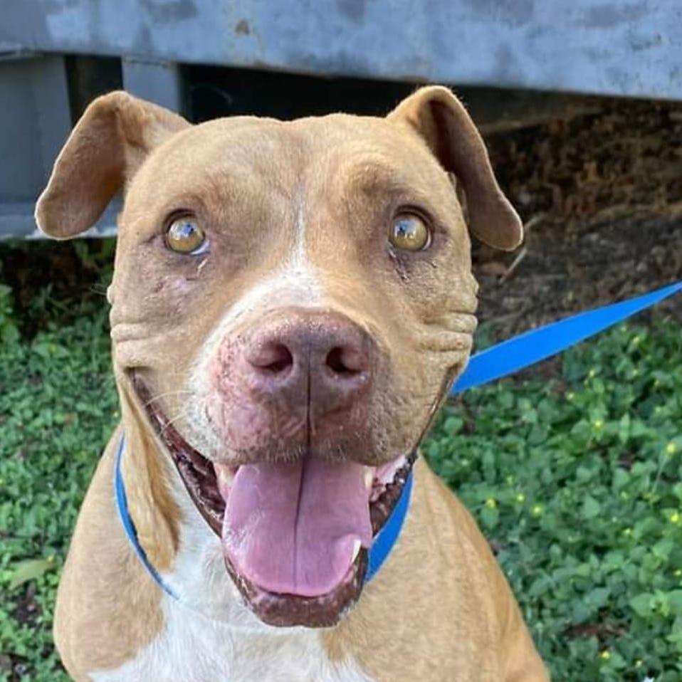 Tigger, an adoptable American Staffordshire Terrier in Llano, TX, 78643 | Photo Image 2