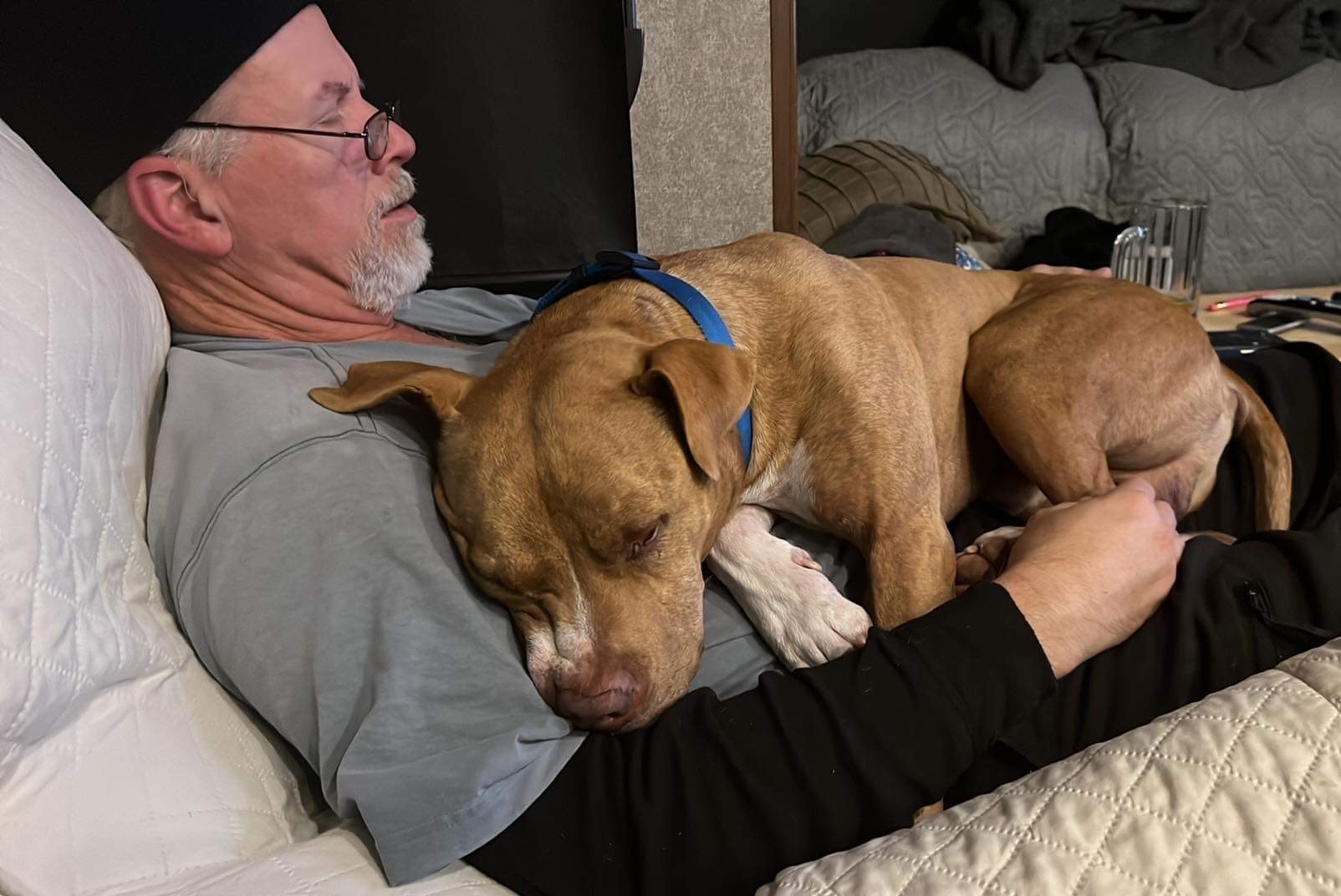 Tigger, an adoptable American Staffordshire Terrier in Llano, TX, 78643 | Photo Image 3