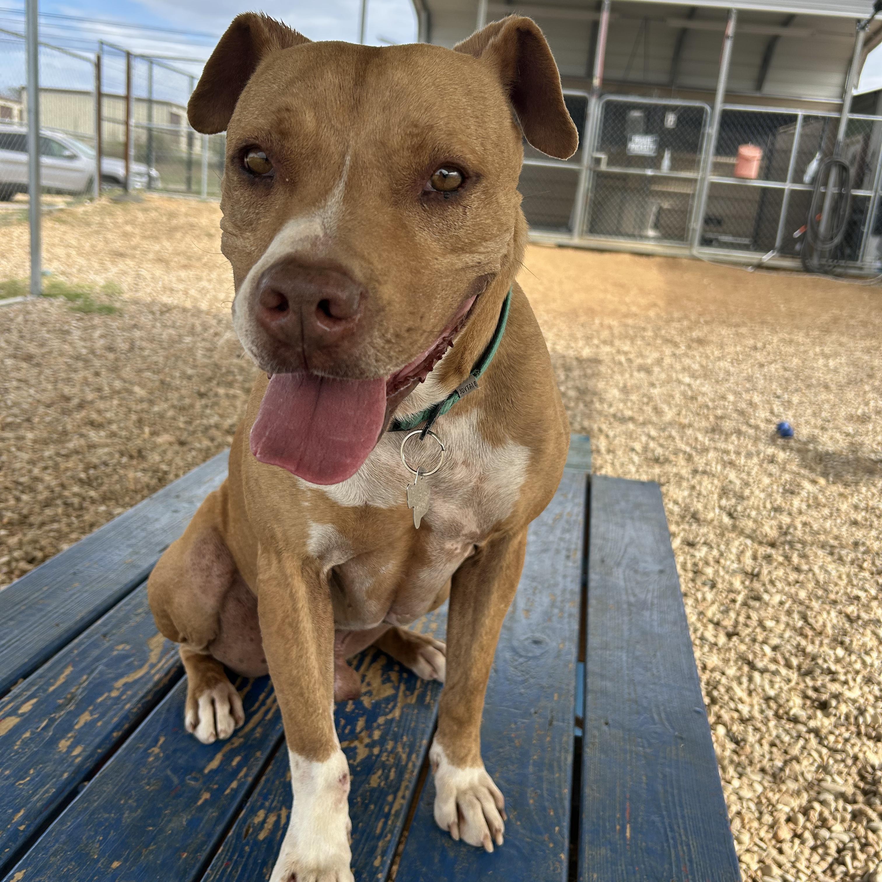 Enlarge Tigger, a Adoptable mixed breed in Llano, TX image 3/6