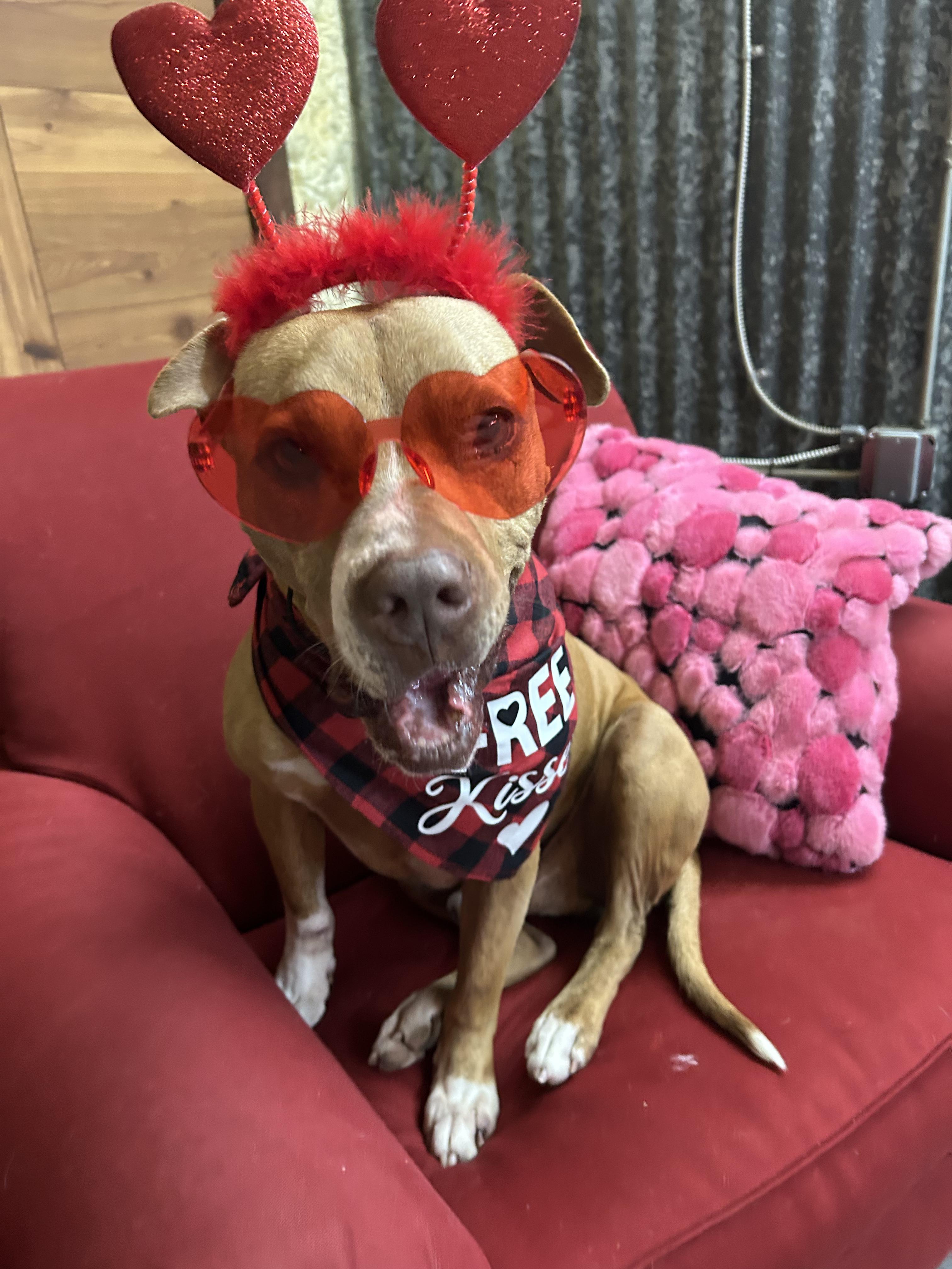 Enlarge Tigger, a Adoptable mixed breed in Llano, TX image 2/6