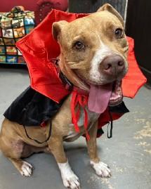 Tigger, an adoptable American Staffordshire Terrier in Llano, TX, 78643 | Photo Image 1