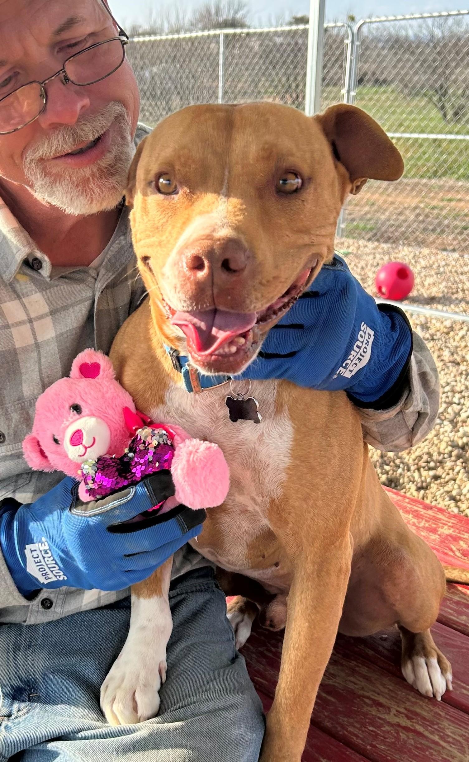 Tigger, an adoptable American Staffordshire Terrier in Llano, TX, 78643 | Photo Image 3