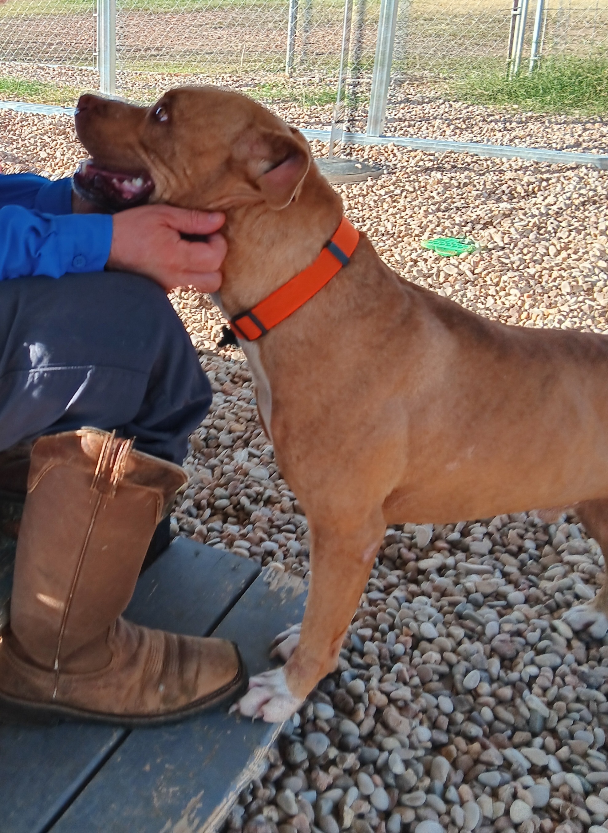 Tigger, an adoptable American Staffordshire Terrier in Llano, TX, 78643 | Photo Image 4