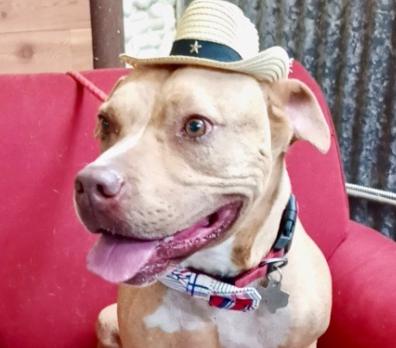 Tigger, an adoptable American Staffordshire Terrier in Llano, TX, 78643 | Photo Image 1
