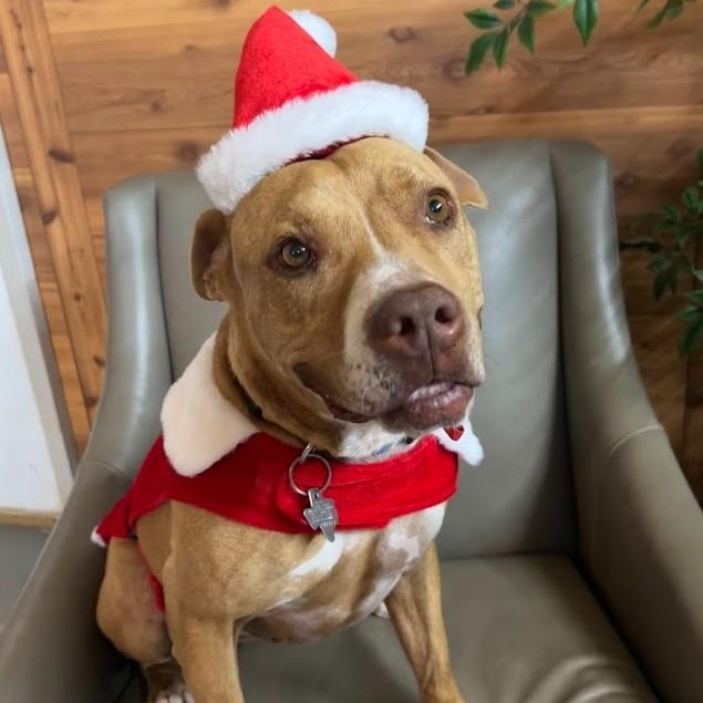 Enlarge Tigger, a Adoptable mixed breed in Llano, TX image 1/3