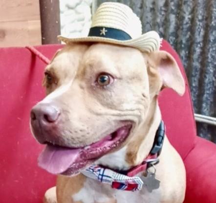 Enlarge Tigger, a Adoptable mixed breed in Llano, TX image 2/3