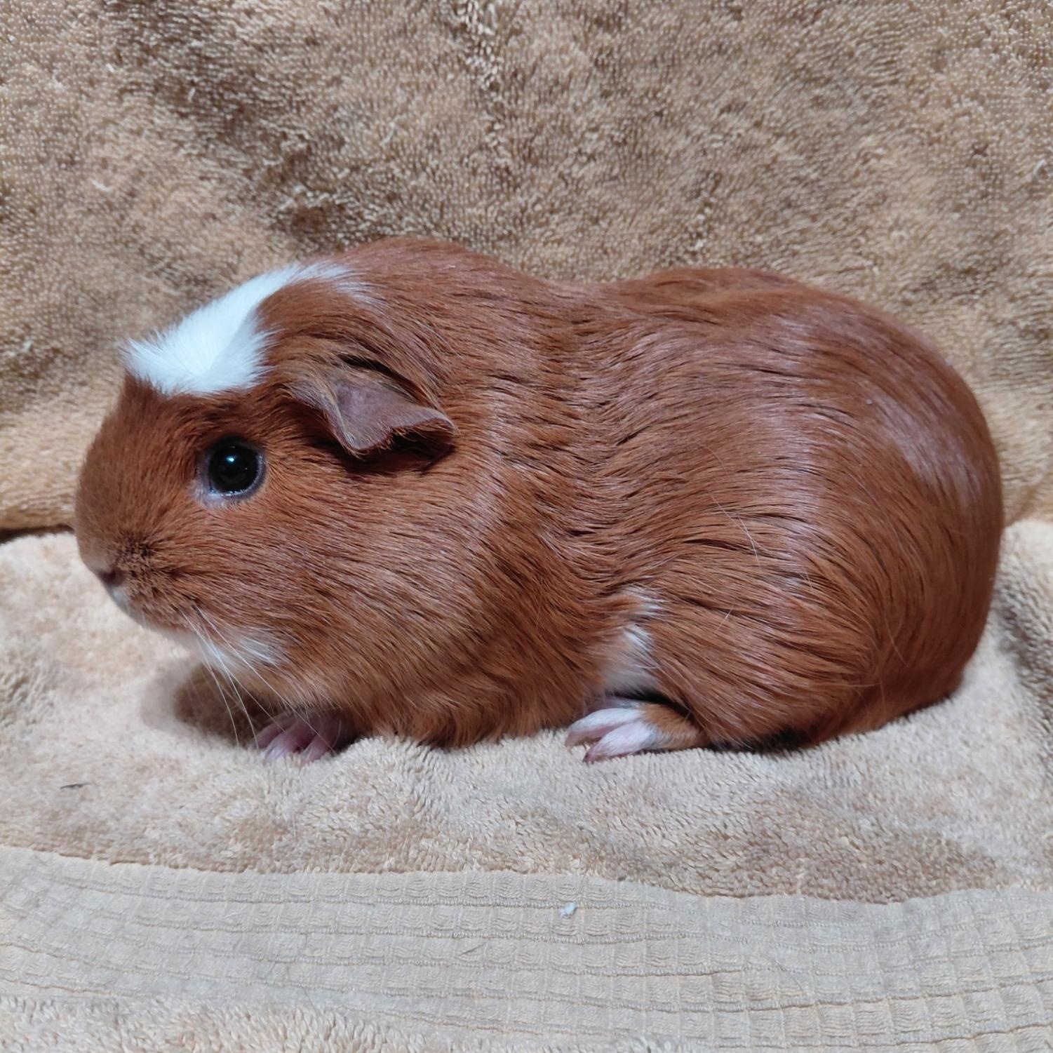 Enlarge Princess (Bonded with Puff), an adopted Guinea Pig in Cincinnati, OH image 1/1