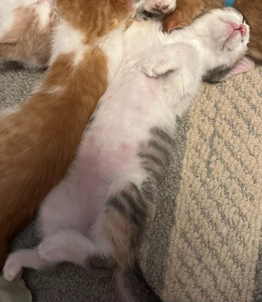Liberty, Adoptable, Kitten Female Calico.