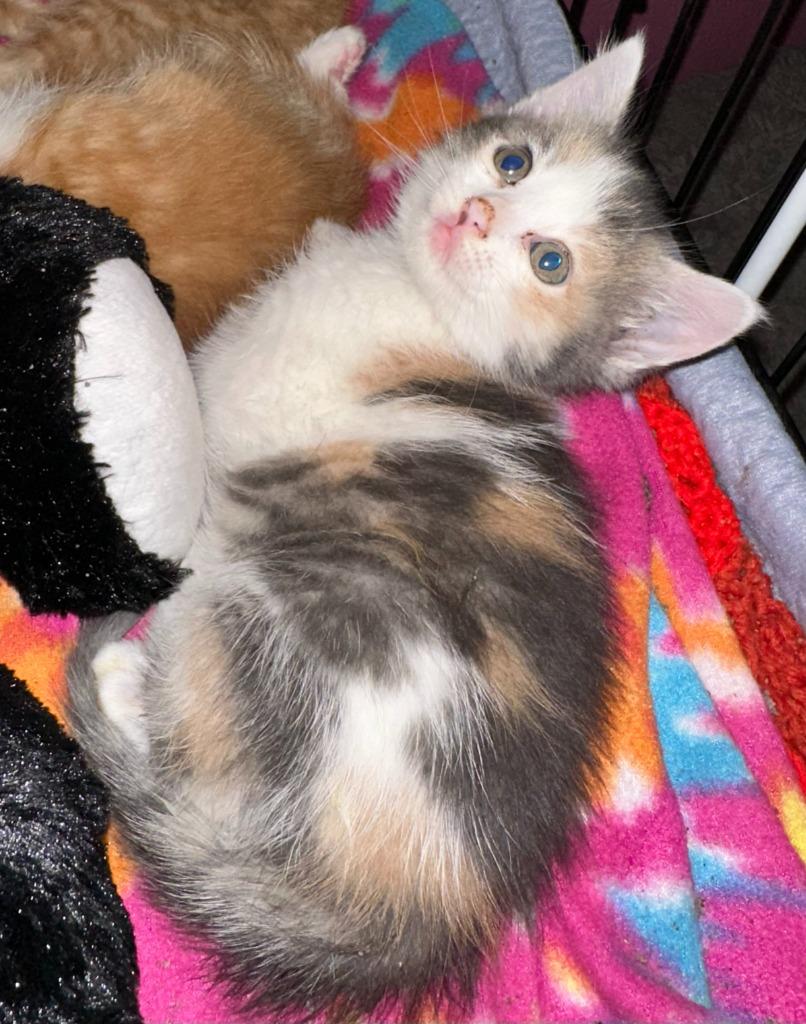 Liberty, a Adoptable Calico in Urbandale, IA image 2/3