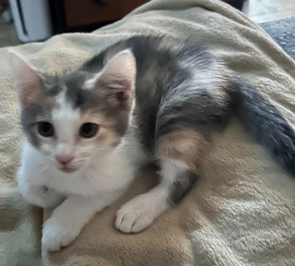 Liberty, a Adoptable Calico in Urbandale, IA image 3/3