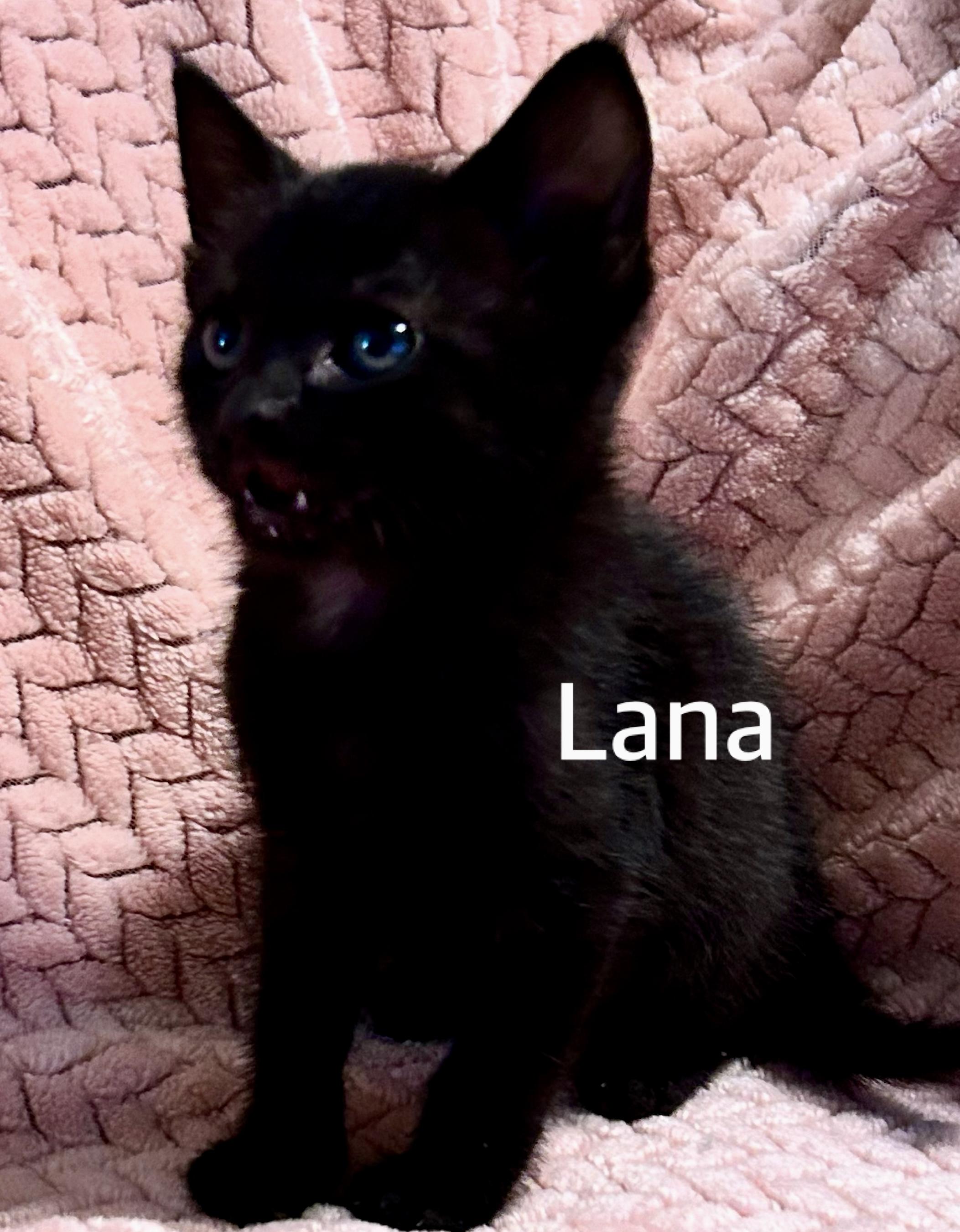Lana, ADOPTABLE, Kitten Female Domestic Short Hair.