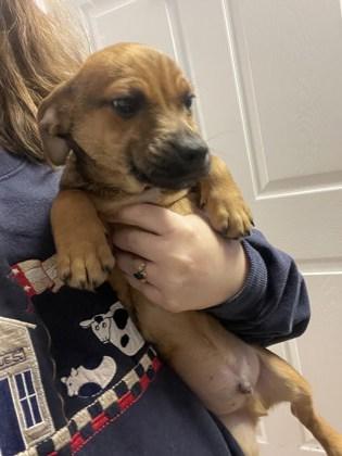 Enlarge Paxton, a Adoptable mixed breed in Lawrenceville, GA image 1/2