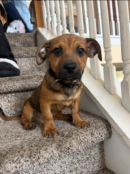 Enlarge Paxton, a Adoptable mixed breed in Lawrenceville, GA image 2/2