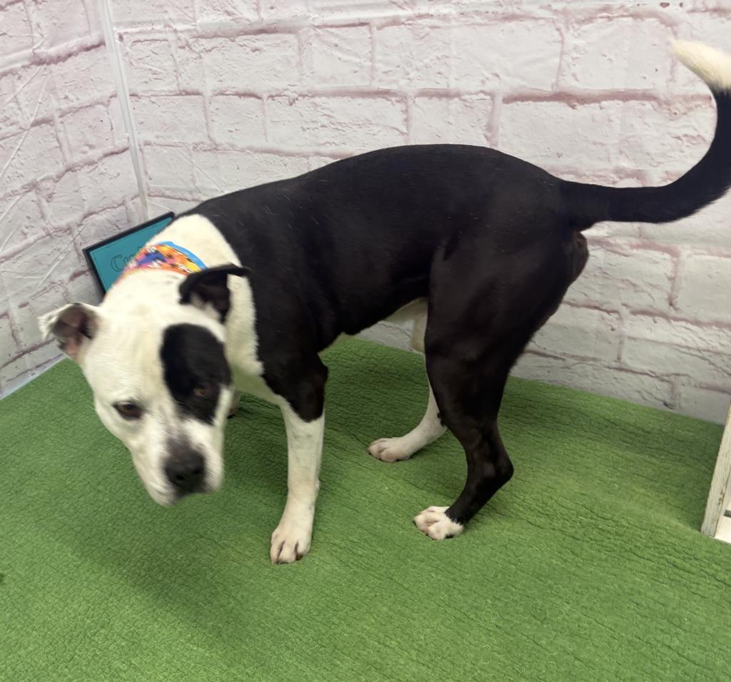 Fiji, Adoptable, Adult Male Mixed Breed.