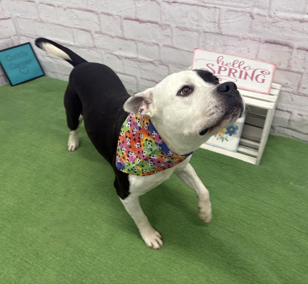 Fiji, a Adoptable mixed breed in Detroit, MI image 2/6