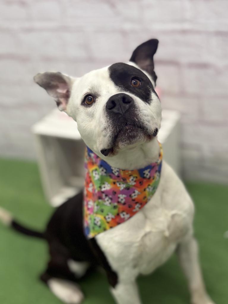 Fiji, a Adoptable mixed breed in Detroit, MI image 3/6