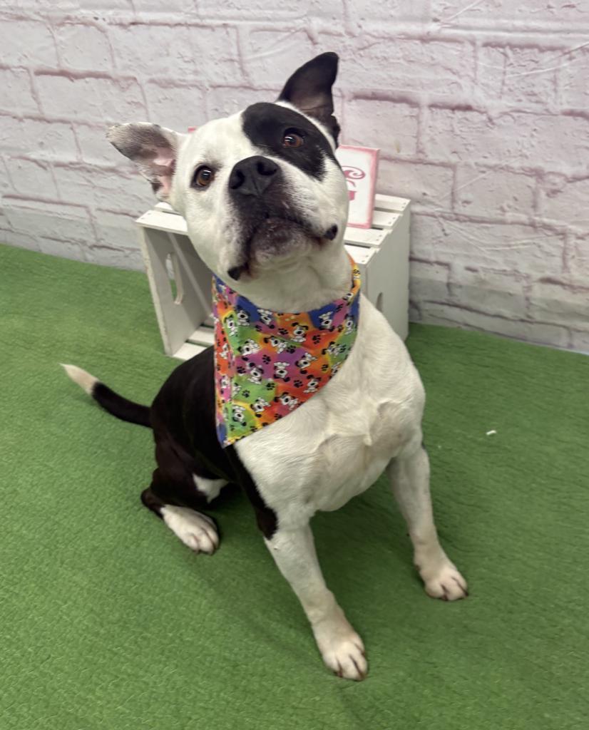 Fiji, a Adoptable mixed breed in Detroit, MI image 4/6