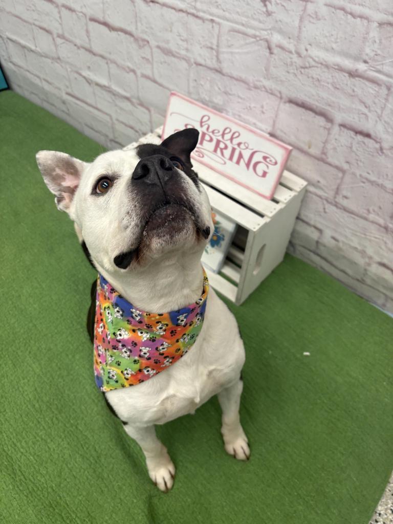 Fiji, a Adoptable mixed breed in Detroit, MI image 5/6