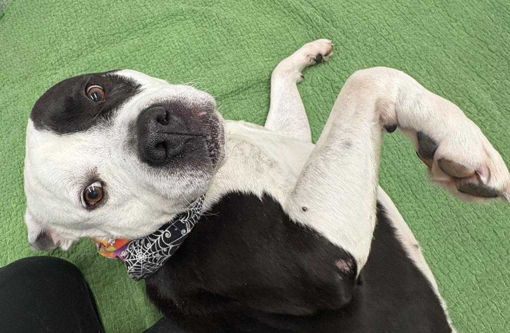 Fiji, a Adoptable mixed breed in Detroit, MI image 6/6