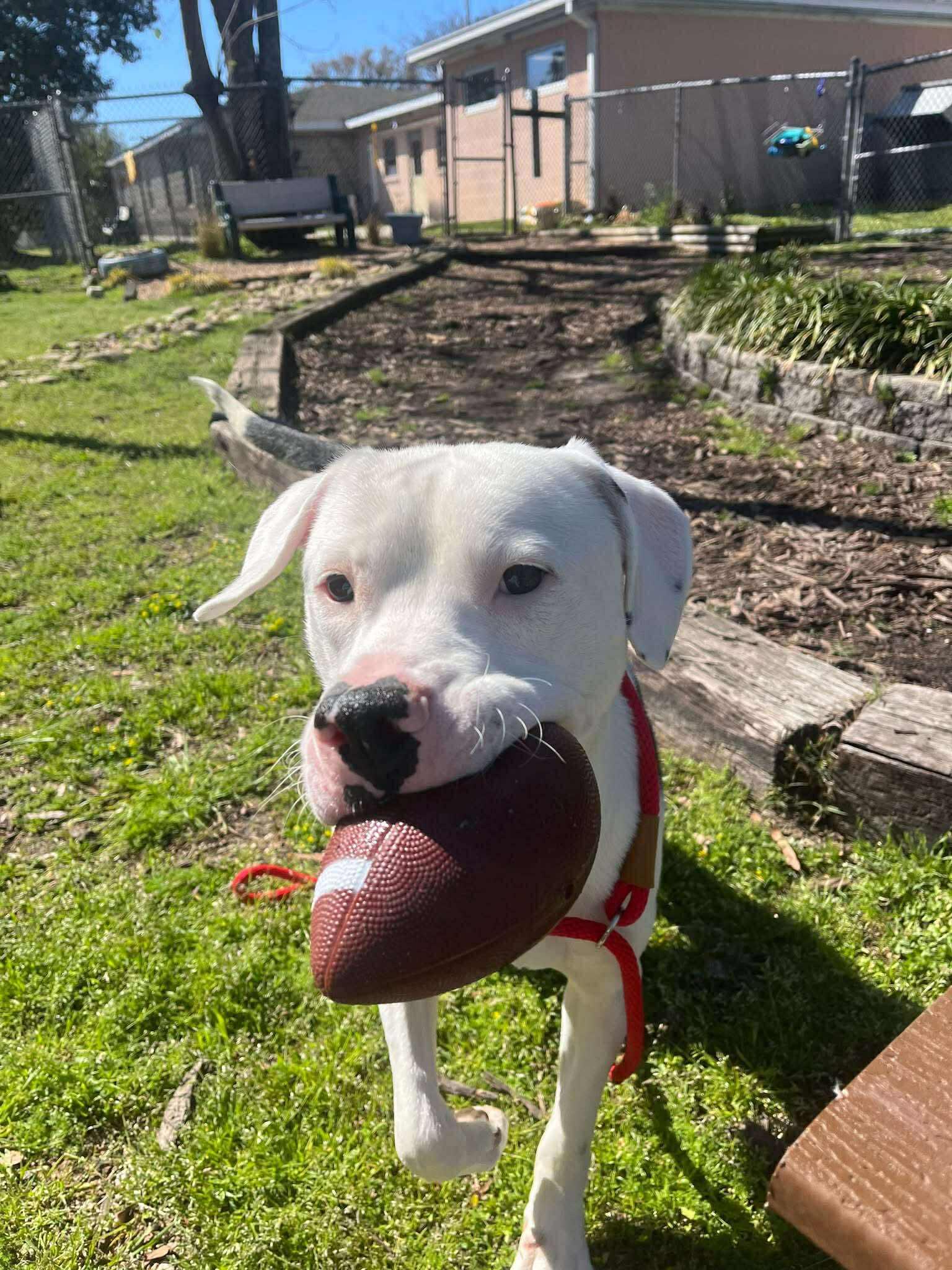 Clark, adopted, Young Male Mixed Breed.