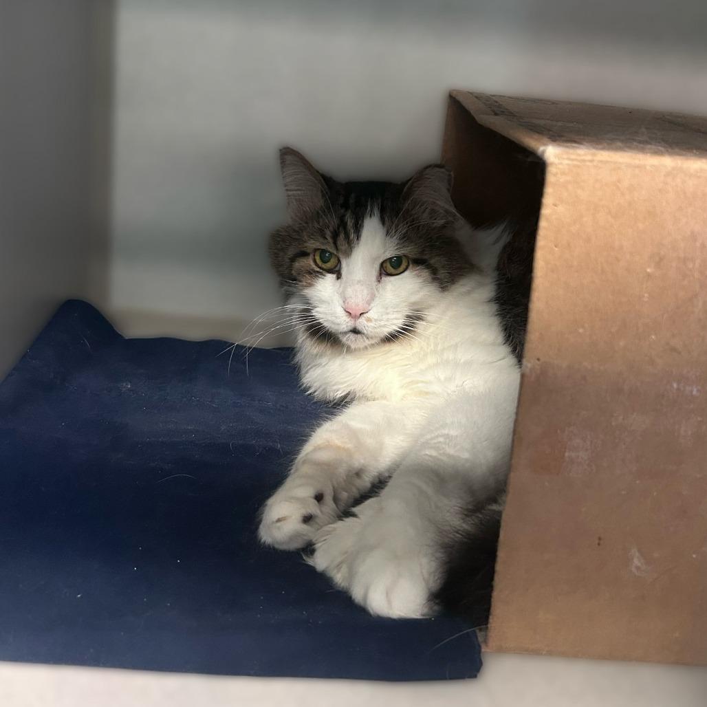 Chungus, Adoptable, Senior Male Domestic Long Hair.