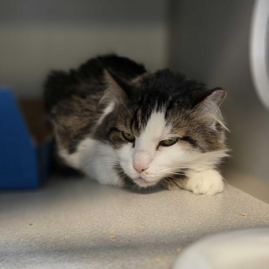 Chungus, a Adoptable Domestic Long Hair in Davenport, IA image 2/4