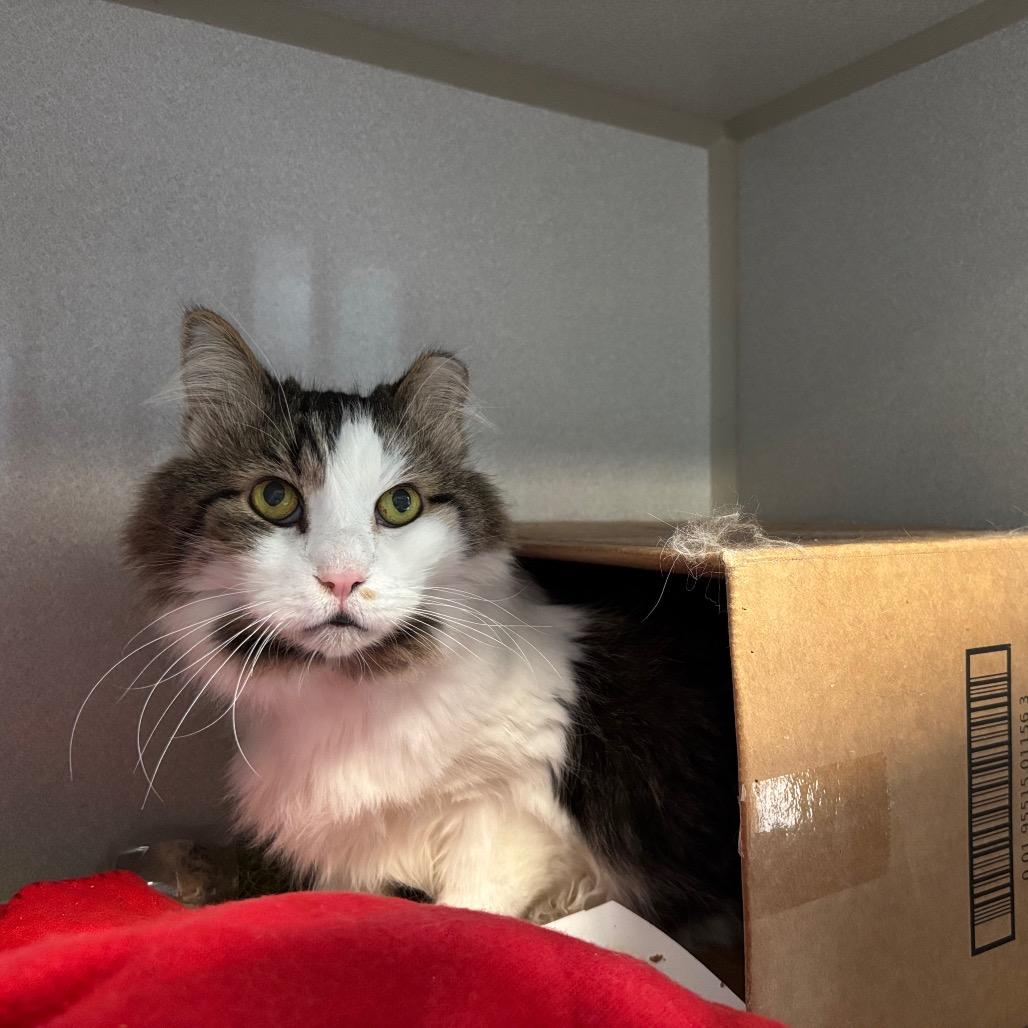 Chungus, a Adoptable Domestic Long Hair in Davenport, IA image 3/4