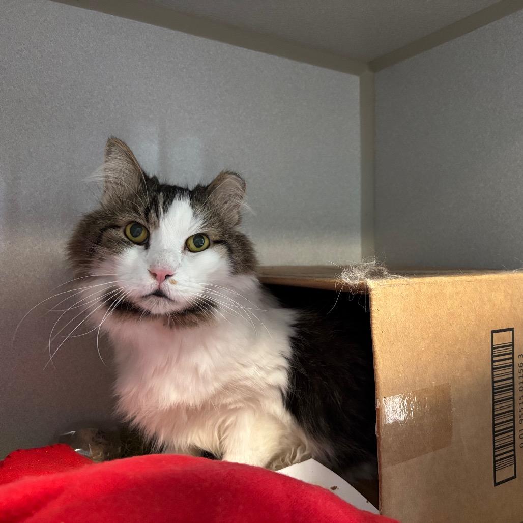 Chungus, a Adoptable Domestic Long Hair in Davenport, IA image 4/4