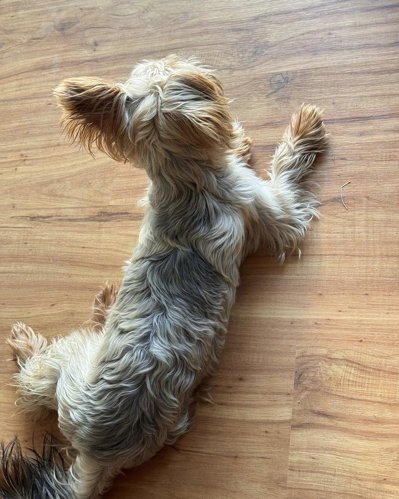 Baxter, Adoptable, Young Male Yorkshire Terrier & Yorkshire Terrier.