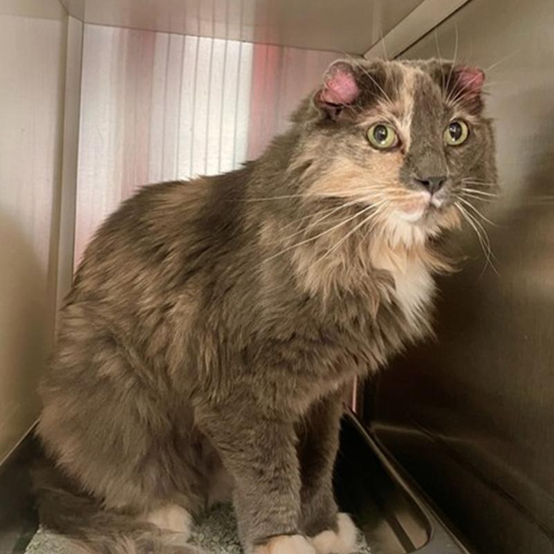 Enlarge Maud, a Adoptable American Curl in DAYTON, TN image 1/1
