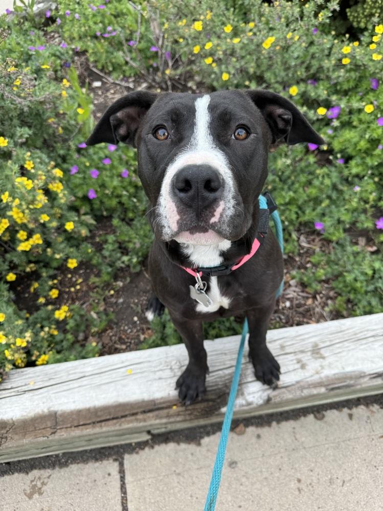 Rose, Adoptable, Puppy Female Pit Bull Terrier.