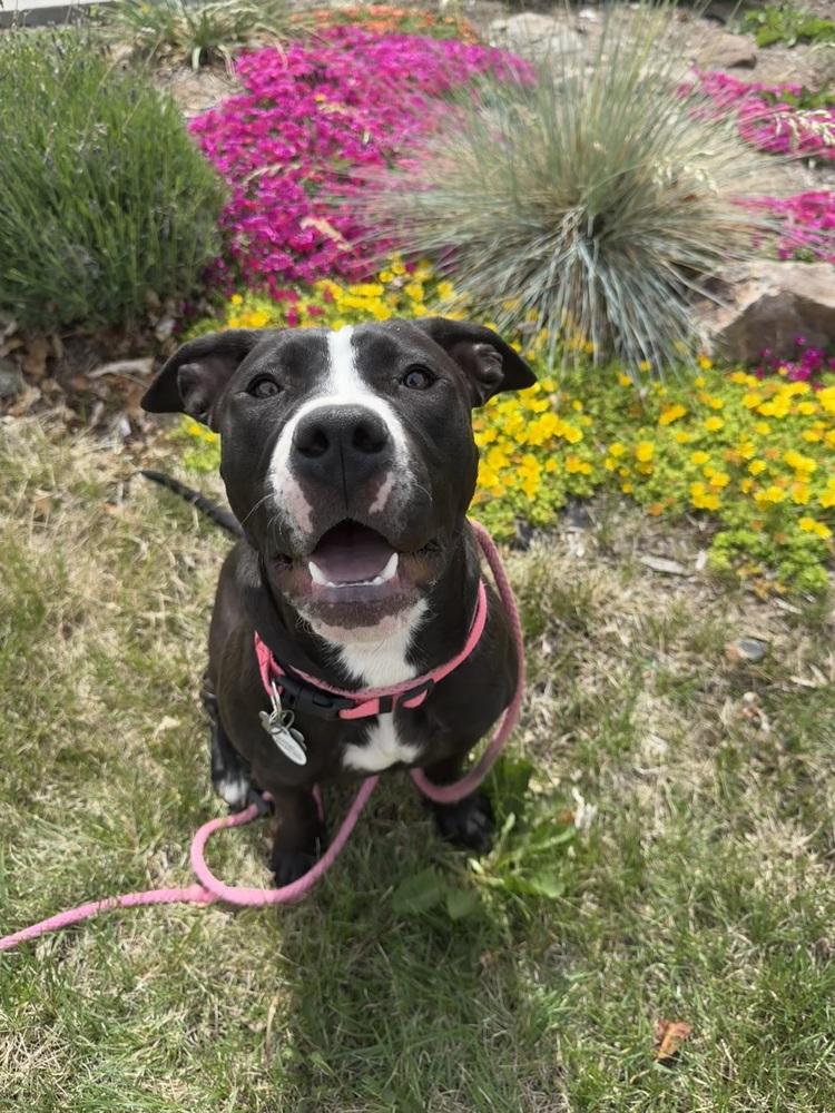 Rose, a Adoptable mixed breed in Denver, CO image 2/6