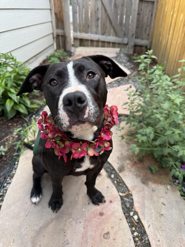 Rose, a Adoptable mixed breed in Denver, CO image 3/6