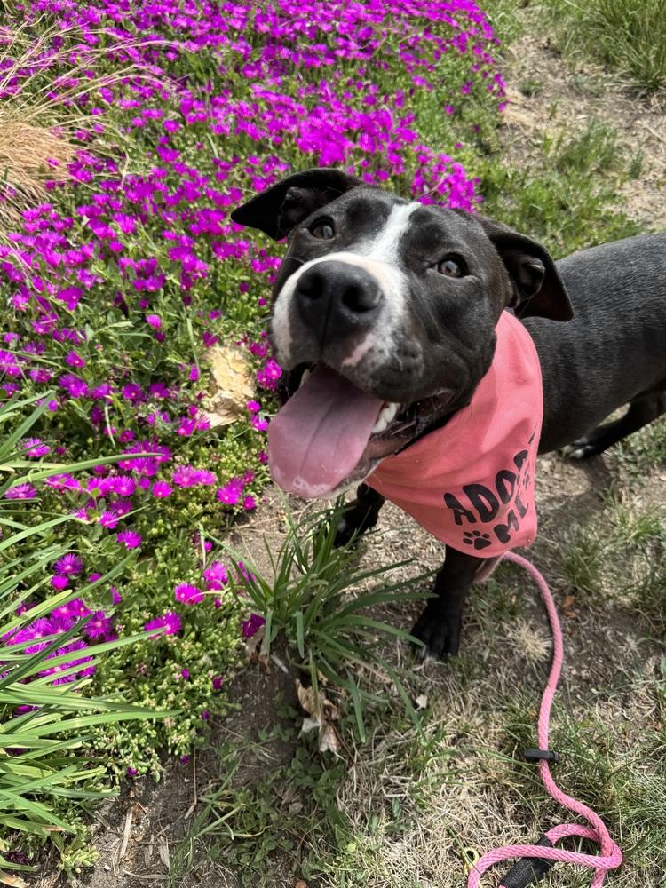 Rose, a Adoptable mixed breed in Denver, CO image 4/6