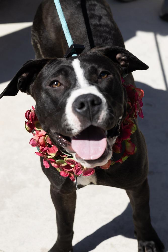 Rose, a Adoptable mixed breed in Denver, CO image 5/6