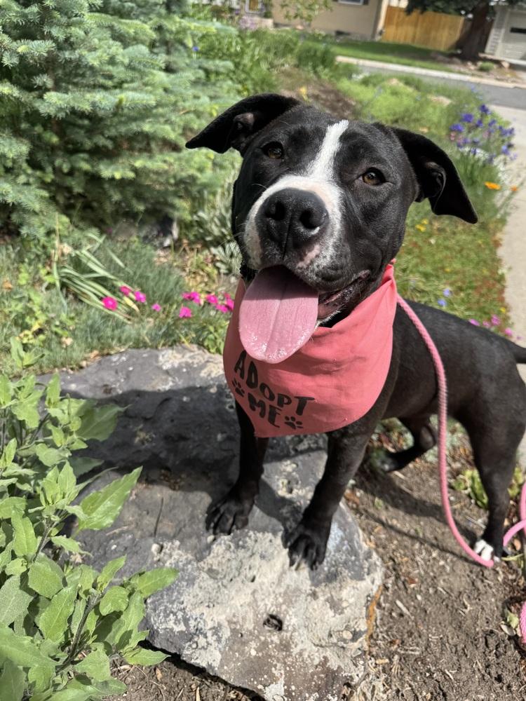 Rose, a Adoptable mixed breed in Denver, CO image 6/6