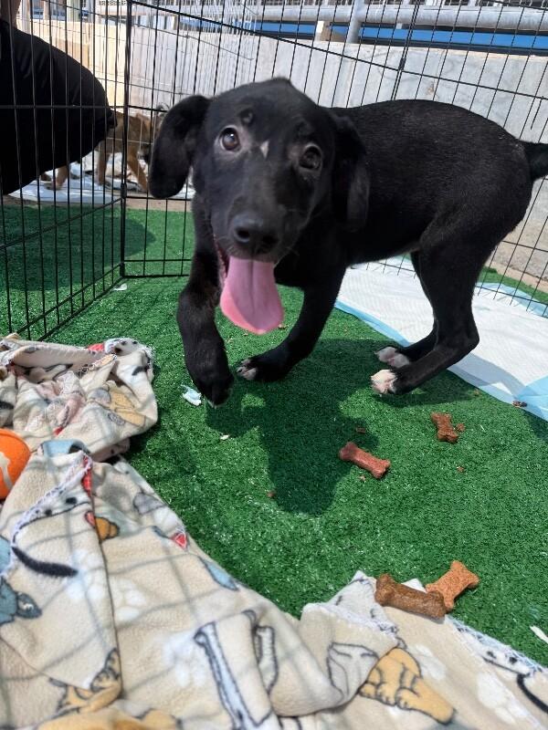 Sagira, Adoptable, Young Female Mixed Breed.