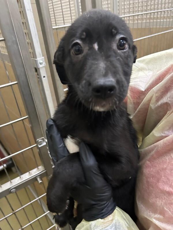 Enlarge Sagira, a Adoptable Mixed Breed in Hobbs, NM image 2/4